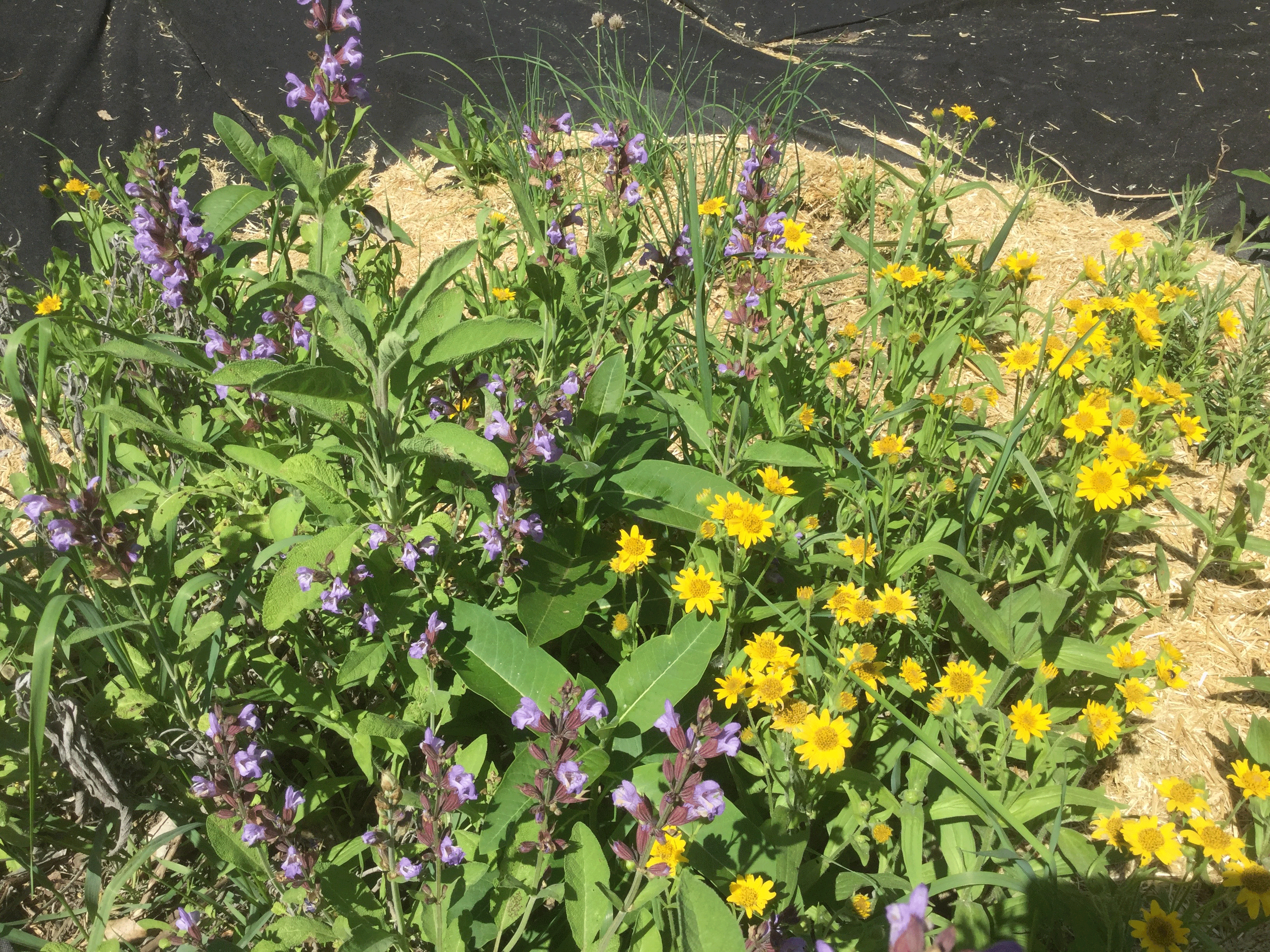 Herb Garden – Early Autumn