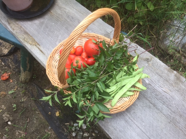 Vegetable Garden – Early Autumn